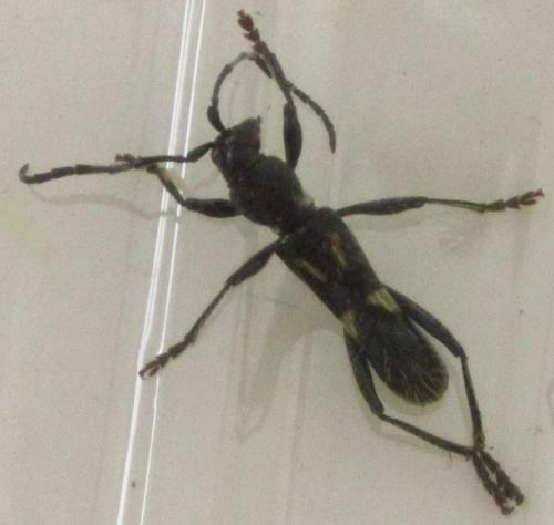 Réf. 136 546 : Stenygra angustata