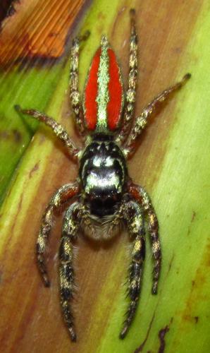 Psecas sp.