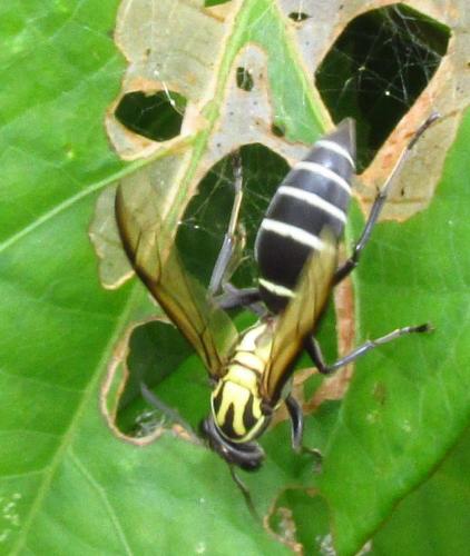 Réf. 136 294 : Polybia sp.