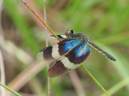Zenithoptera viola