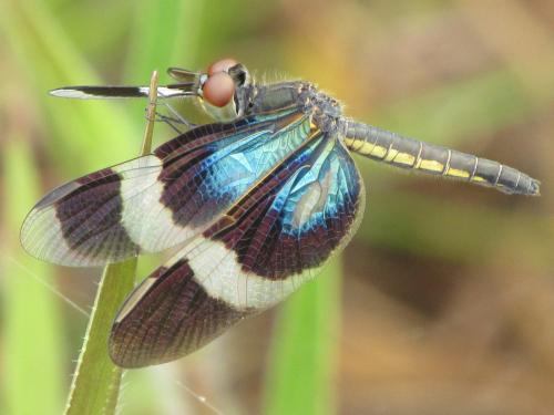 Zenithoptera viola