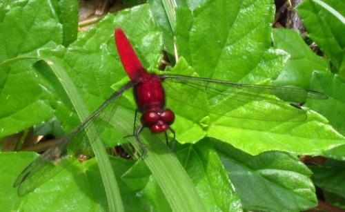 Erythrodiplax castanea