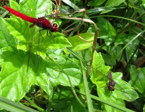 Erythrodiplax castanea