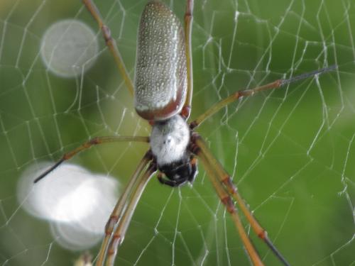 Réf. 136 022 : Trichonephila clavipes