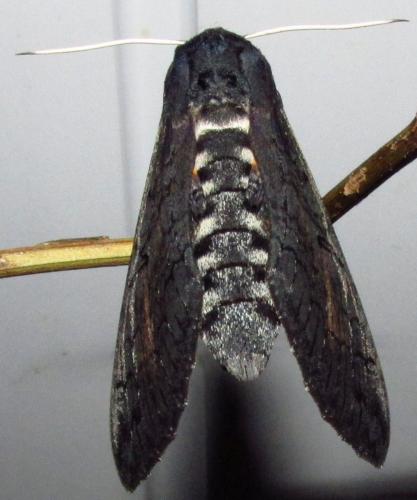 Isognathus caricae