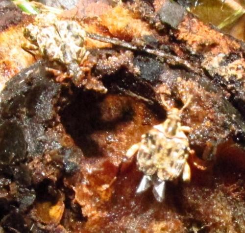 Caryedes brasiliensis