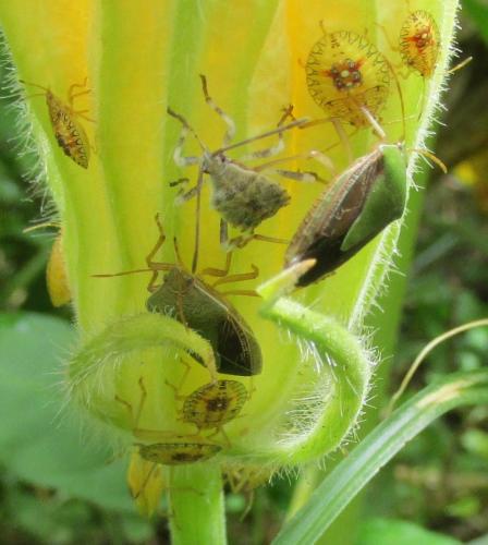 Edessa sp.