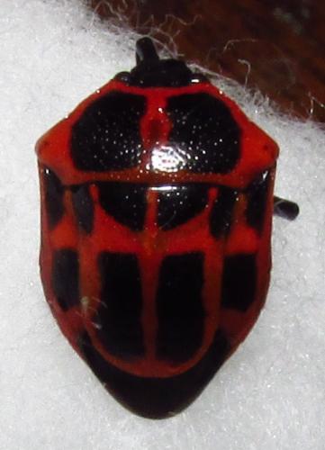 Stiretrus decemguttatus
