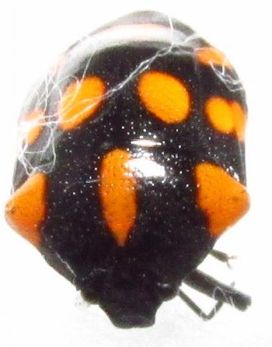 Stiretrus decemguttatus