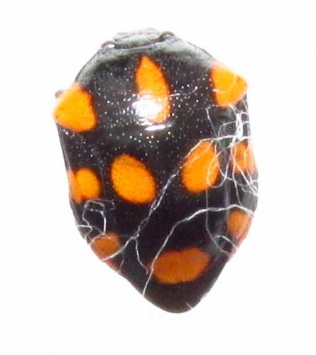 Stiretrus decemguttatus