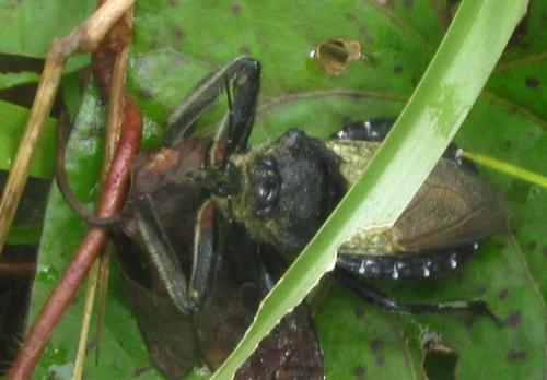 Réf. 136 302 : Apiomerus lanipes
