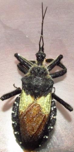 Réf. 136 303 : Apiomerus lanipes