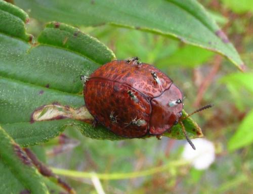 Cassidinae