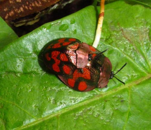 Stolas discoides