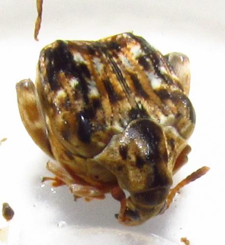 Caryedes brasiliensis