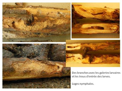 Réf. 136 574 : Pronocera angusta