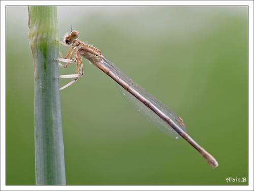 Platycnemis latipes