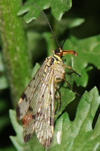 Panorpa communis