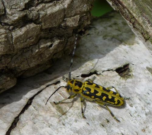 Réf. 136 958 : Saperda scalaris