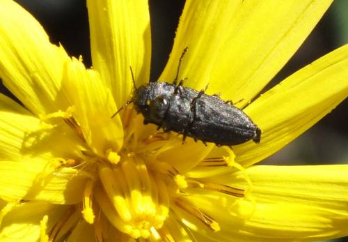 Anthaxia sp.