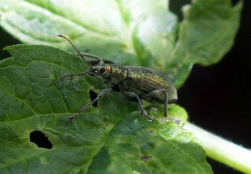 Réf. 136 181 : Phyllobius sp.