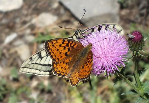 Argynnis niobe