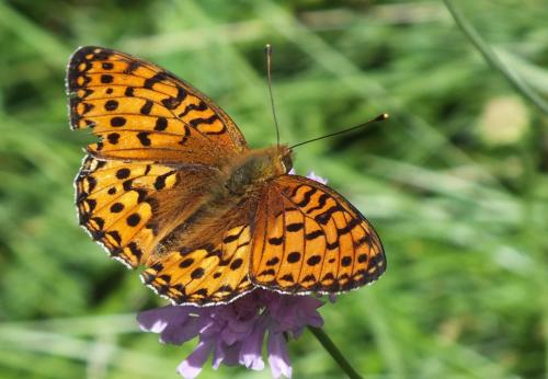 Argynnis aglaja