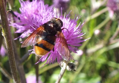 Volucella zonaria