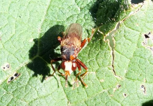 Sicus ferrugineus
