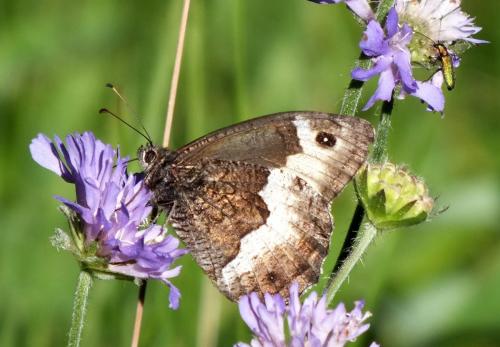 Réf. 136 435 : Hipparchia sp.