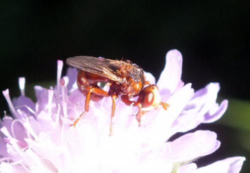 Sicus ferrugineus