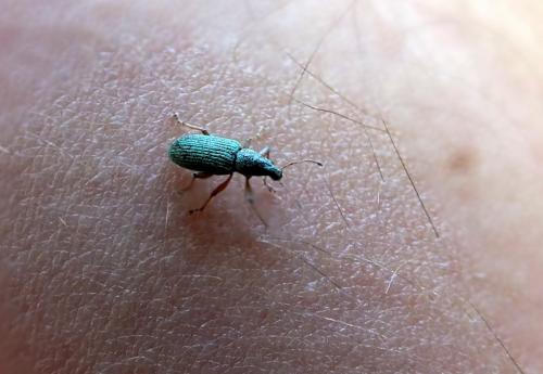 Polydrusus formosus