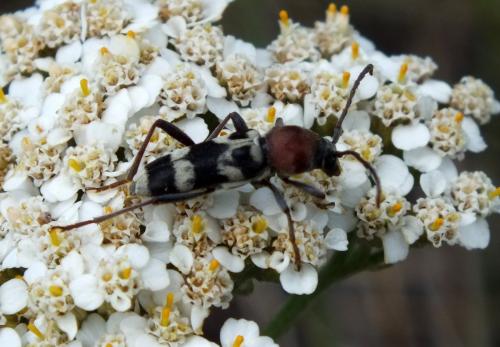 Chlorophorus trifasciatus