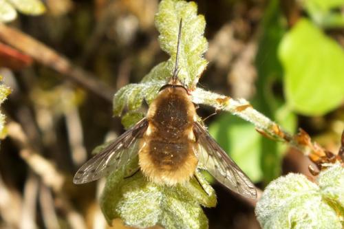 Réf. 136 319 : Bombylius medius