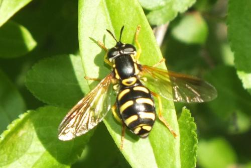 Chrysotoxum sp.