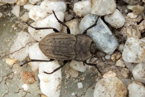 Asida jurinei