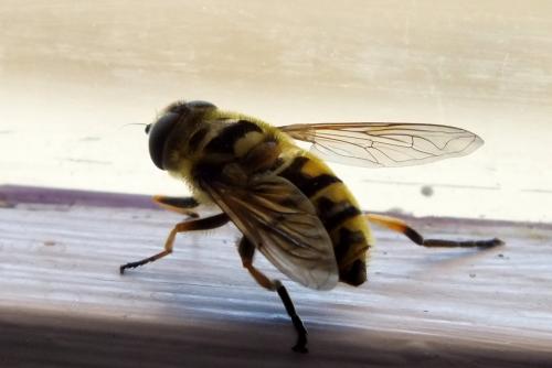 Myathropa florea