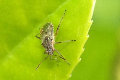 Liorhyssus hyalinus