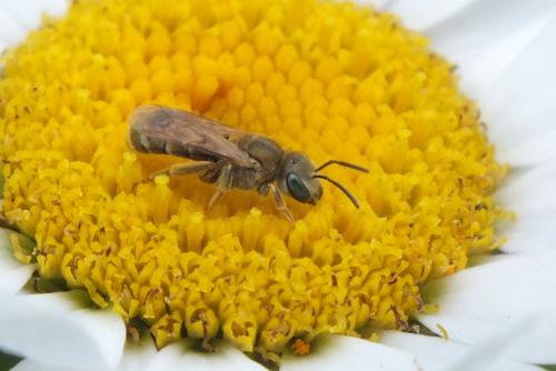 Seladonia sp.