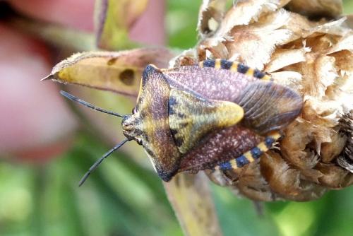 Réf. 136 328 : Carpocoris purpureipennis