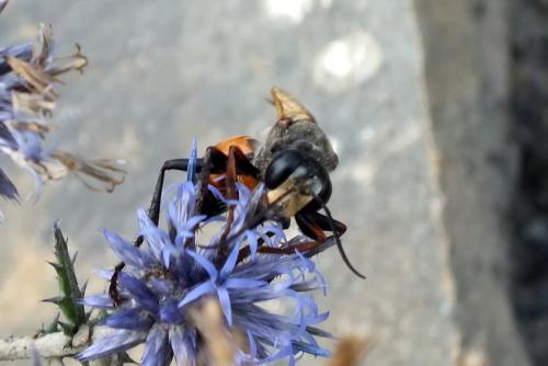 Sphex flavipennis