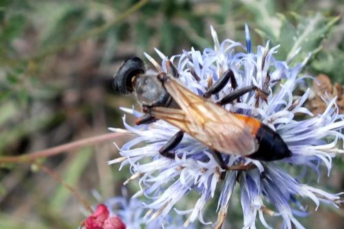 Sphex flavipennis