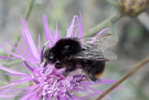 Bombus sp.