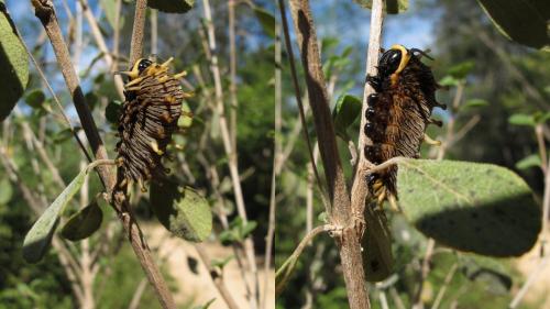 Battus polydamas