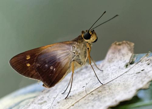 Saliana triangularis