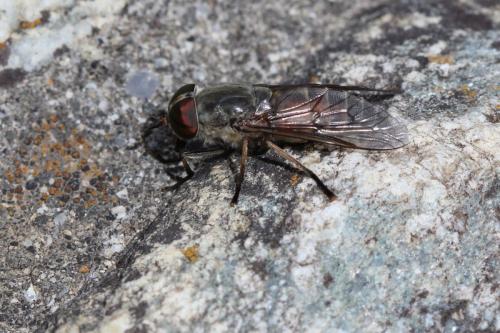 Tabanus sp.