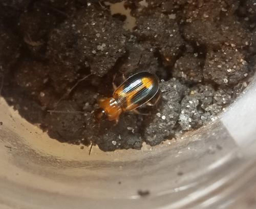 Réf. 136 033 : Badister sp.