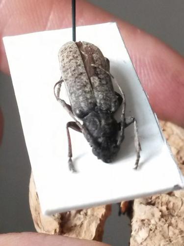 Trichoferus holosericeus