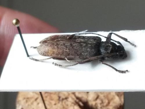 Trichoferus holosericeus