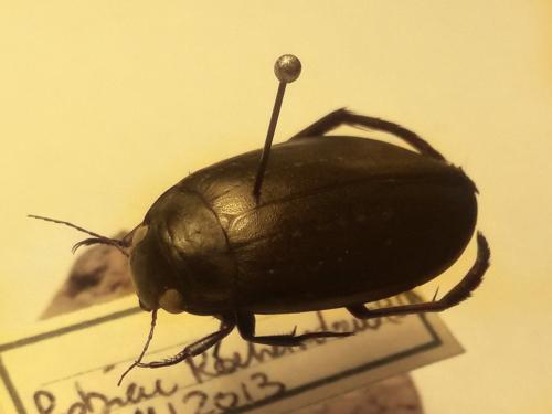 Meladema coriacea